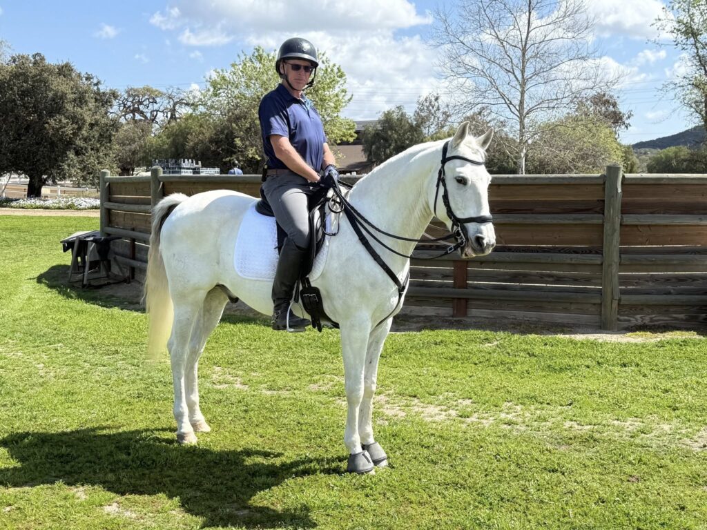 lusitano horse sale
