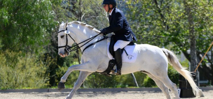 Lusitano Horse for Sale lusitano horse sale